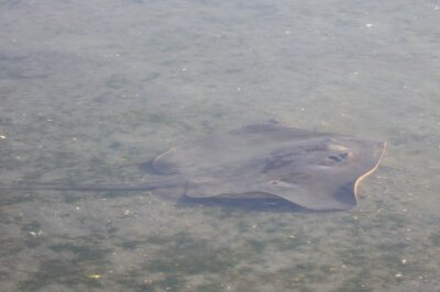 アカエイ_240316_東京港野鳥公園_恩田幸昌_IMG_0930_trim