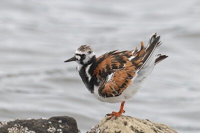 ネンネン鳥更新しました 2025年5月24日の野鳥公園 : 東京港野鳥公園 レンジャーブログ
