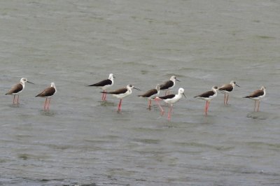 セイタカシギ_190828_潮入りの池 (2)