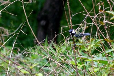 シジュウカラ_230512_東京港野鳥公園_恩田幸昌_MG_9685_trim