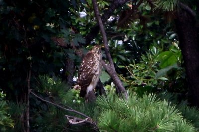 オオタカ_191006_東京港野鳥公園_恩田幸昌_MG_3845_trim