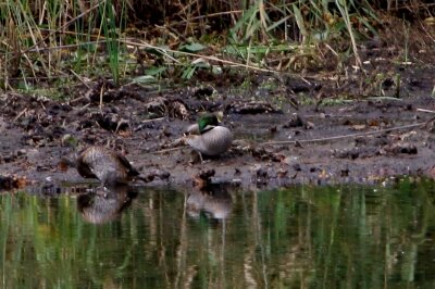 ヨシガモ_201027_東京港野鳥公園_恩田幸昌_MG_5855_trim