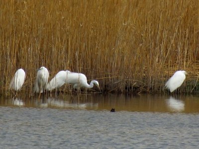 ダイサギ_190328_東京港野鳥公園_古沢撮影_IMG_5523_trim