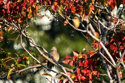 モズ_231121_東京港野鳥公園_恩田幸昌_IMG_2245_trim