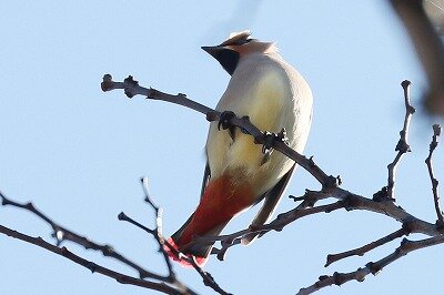 緋連雀IMG_9885鳥