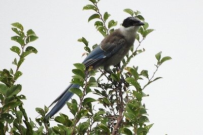 2025年8月7日の野鳥公園 : 東京港野鳥公園 レンジャーブログ