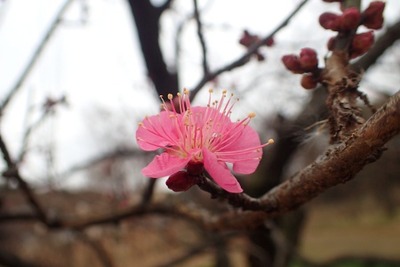 ume