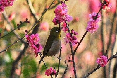 メジロ_吸蜜_210204_東京港野鳥公園_公財日本野鳥の会_野口