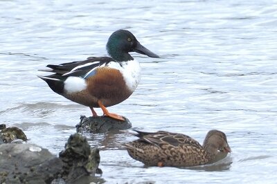 2026年4月1日の野鳥公園 : 東京港野鳥公園 レンジャーブログ
