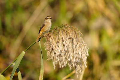 ジョウビタキ_241212_東京港野鳥公園_潮入りの池_公財日本野鳥の会_レンジャー青木撮影