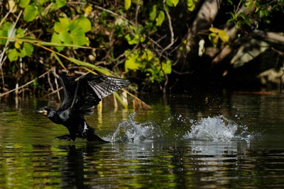 カワウ_241129_東京港野鳥公園_4号観察小屋_公財日本野鳥の会_レンジャー青木撮影