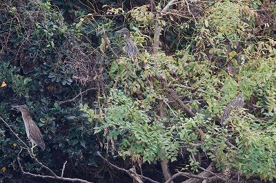 ゴイサギ_230917_東京港野鳥公園_恩田幸昌_MG_7343_trim