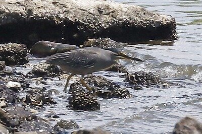 笹五位IMG_5125鳥