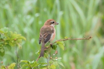 DSC_0885 (2)