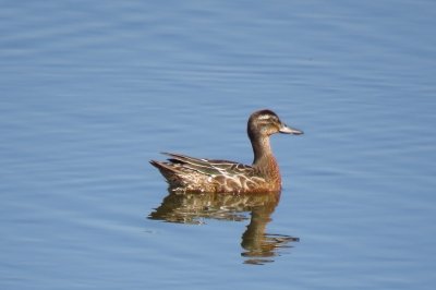 シマアジ_東淡水池_191002
