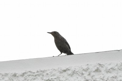 イソヒヨドリ_191027_潮入りの池2