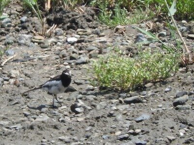 セグロセキレイ