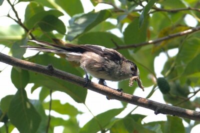 2025年7月6日の野鳥公園 : 東京港野鳥公園 レンジャーブログ