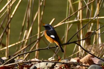 ジョウビタキ_191224_3号観察小屋