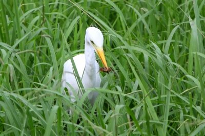 チュウサギ_採食_200929_東京港野鳥公園_恩田幸昌_MG_5702_trim