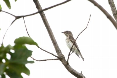 エゾビタキ_200929_東京港野鳥公園_恩田幸昌_MG_5687_trim
