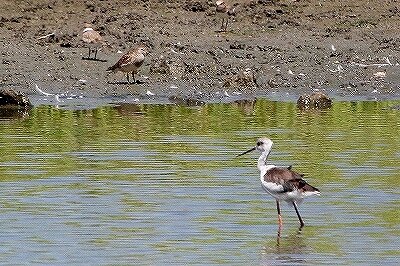 アメリカウズラシギ_230825_東京港野鳥公園_恩田幸昌_MG_6154_trim