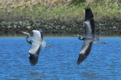 2026年3月24日の野鳥公園 : 東京港野鳥公園 レンジャーブログ
