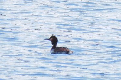 190312_カンムリカイツブリ_前浜_古沢撮影