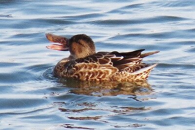 ハシビロガモ_2021.11.2_東京港野鳥公園_（公財）日本野鳥の会