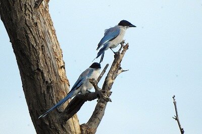2026年9月22日の野鳥公園 : 東京港野鳥公園 レンジャーブログ
