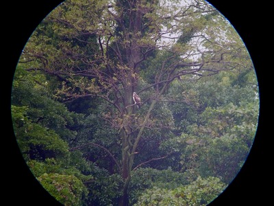 ミサゴ_171029_東京港野鳥公園_恩田撮影_P1400870
