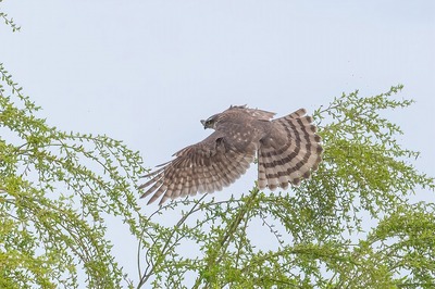 DSC_1554-DeNoiseAI-standard