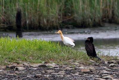 アマサギ_220501_東京港野鳥公園_恩田幸昌_MG_0864_trim