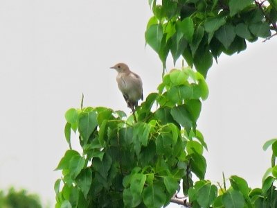 コムクドリ_190630_東淡水池