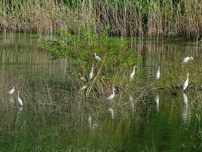 ダイサギ,チュウサギ,コサギ_東淡水池_200820_レンジャー撮影