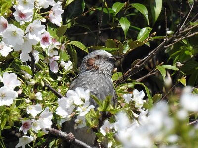 小物などお買い得な福袋 2025年4月5日の野鳥公園 : 東京港野鳥公園 レンジャーブログ 絵画