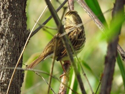 190319_アオジ_東淡水池_古沢撮影