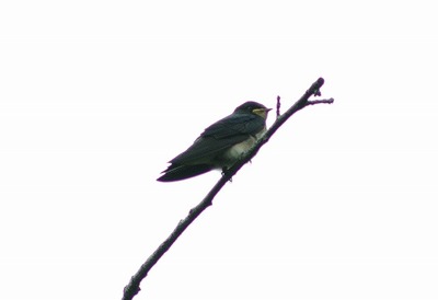 ツバメー180613－自然生態園ー幼鳥ー長縄 (2)