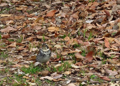 ツグミ_200222_東京港野鳥公園_芝生広場_森撮影