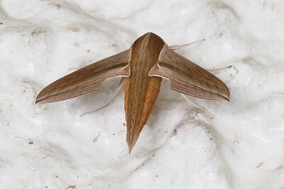 黄色雀0P4A8424鳥