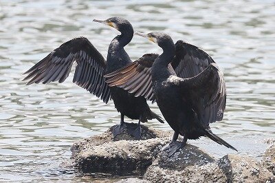 川鵜IMG_5135鳥
