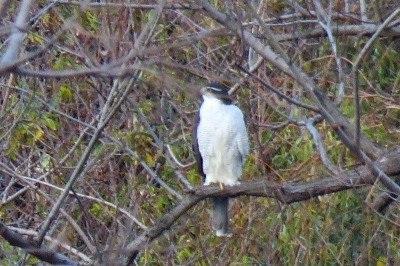 181224_オオタカ_東淡水池_青木撮影
