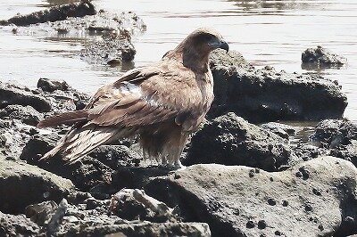 鳶IMG_5419鳥