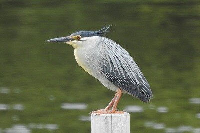 2026年6月24日の野鳥公園 : 東京港野鳥公園 レンジャーブログ