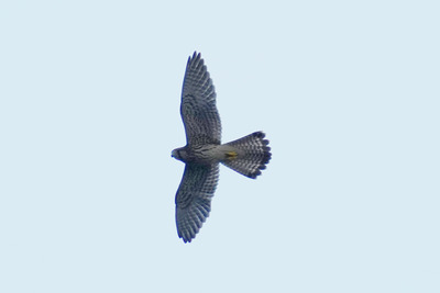 チョウゲンボウ_240821_東京港野鳥公園_前浜干潟_公財日本野鳥の会_レンジャー青木撮影