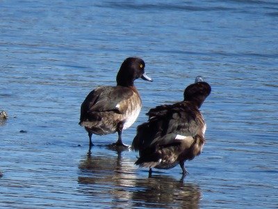 190308_キンクロハジロ_古沢撮影