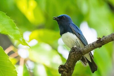 2022年4月21日の野鳥公園 : 東京港野鳥公園 レンジャーブログ