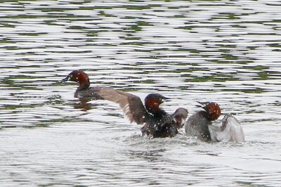 カイツブリ_230513_東京港野鳥公園_恩田幸昌_MG_9933_trim