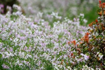ハマダイコン_190330_東京港野鳥公園_恩田撮影_MG_2582_trim