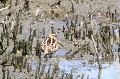 タシギ_240322_東京港野鳥公園_恩田幸昌_IMG_1074_trim